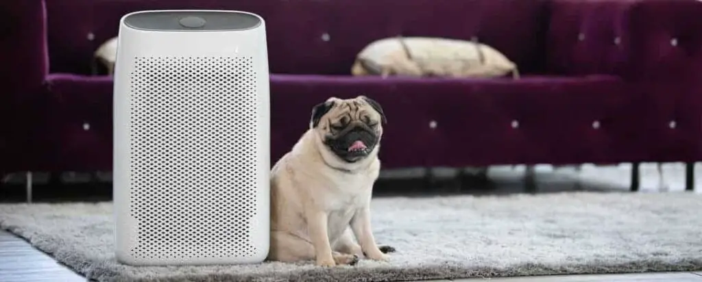 Dog Pug Breed and Air purifier in cozy white Living room 